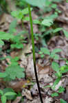 Green trillium